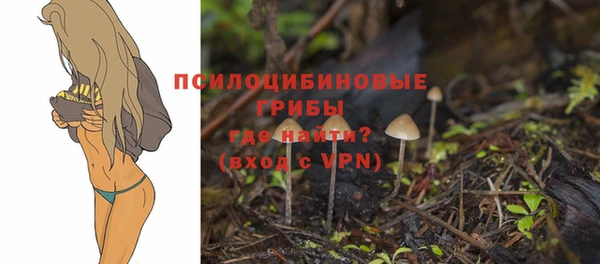 стаф Новокубанск
